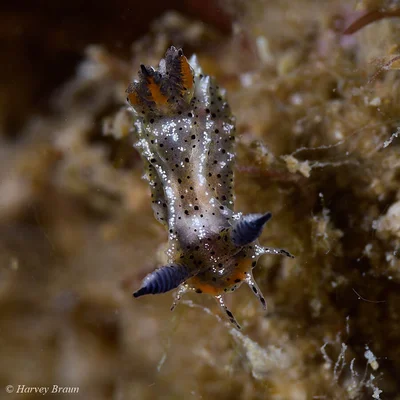 Polycera melanosticta - Main Beach-South Stradbroke, Queensland, Australia