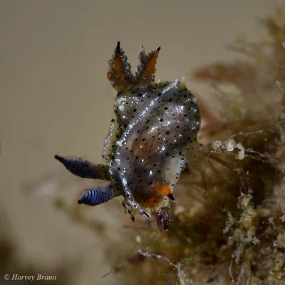 Polycera melanosticta - Main Beach-South Stradbroke, Queensland, Australia