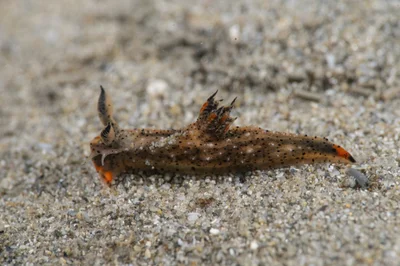 Polycera melanosticta - Blairgowrie Pier