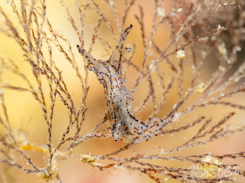 Polycera melanosticta - دهب، سانت كاترين، جنوب سيناء،،, CF84+MG4، قسم دهب، Egypt