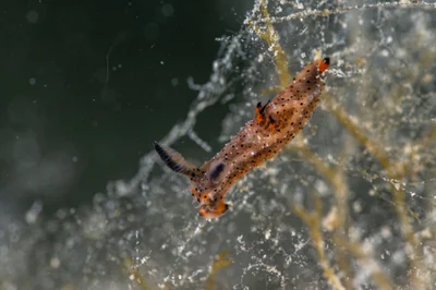 Polycera melanosticta - Blairgowrie Pier