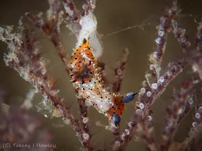 Polycera melanosticta - Tallebudgera Creek, Gold Coast QLD, Australia