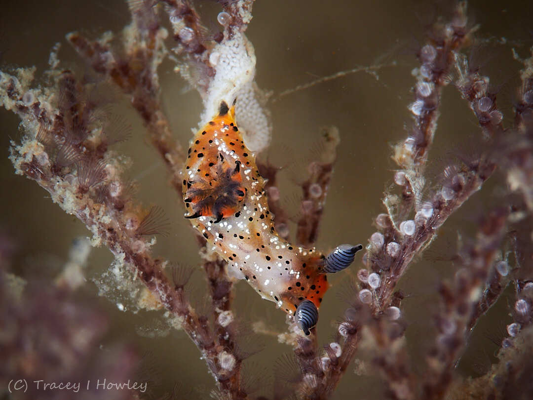 Polycera melanosticta - Tallebudgera Creek, Gold Coast QLD, Australia
