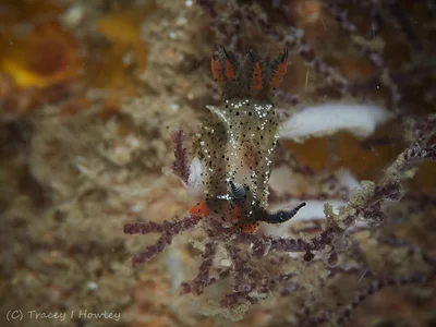Polycera melanosticta - Tallebudgera Creek, Gold Coast QLD, Australia