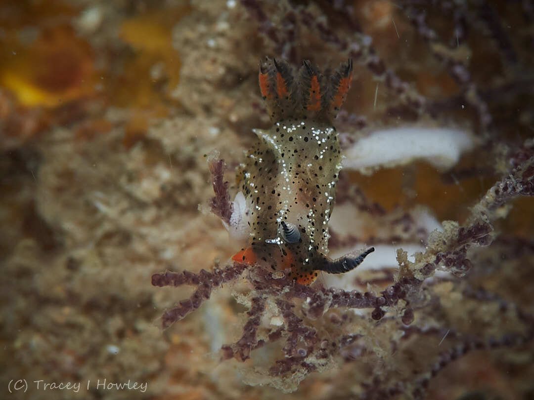 Polycera melanosticta - Tallebudgera Creek, Gold Coast QLD, Australia