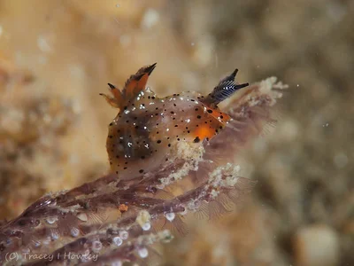 Polycera melanosticta - Tallebudgera Creek, Gold Coast QLD, Australia