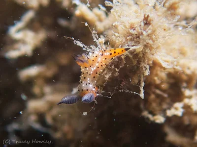 Polycera melanosticta - La Balsa Park