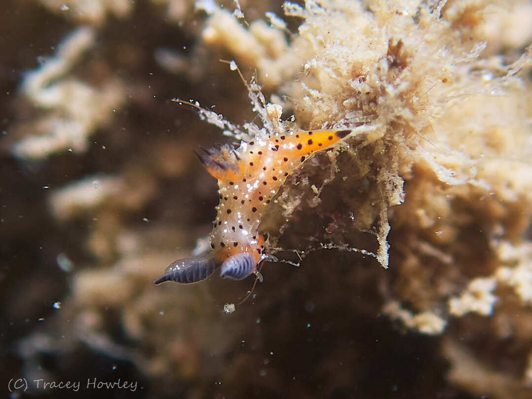 Polycera melanosticta - La Balsa Park