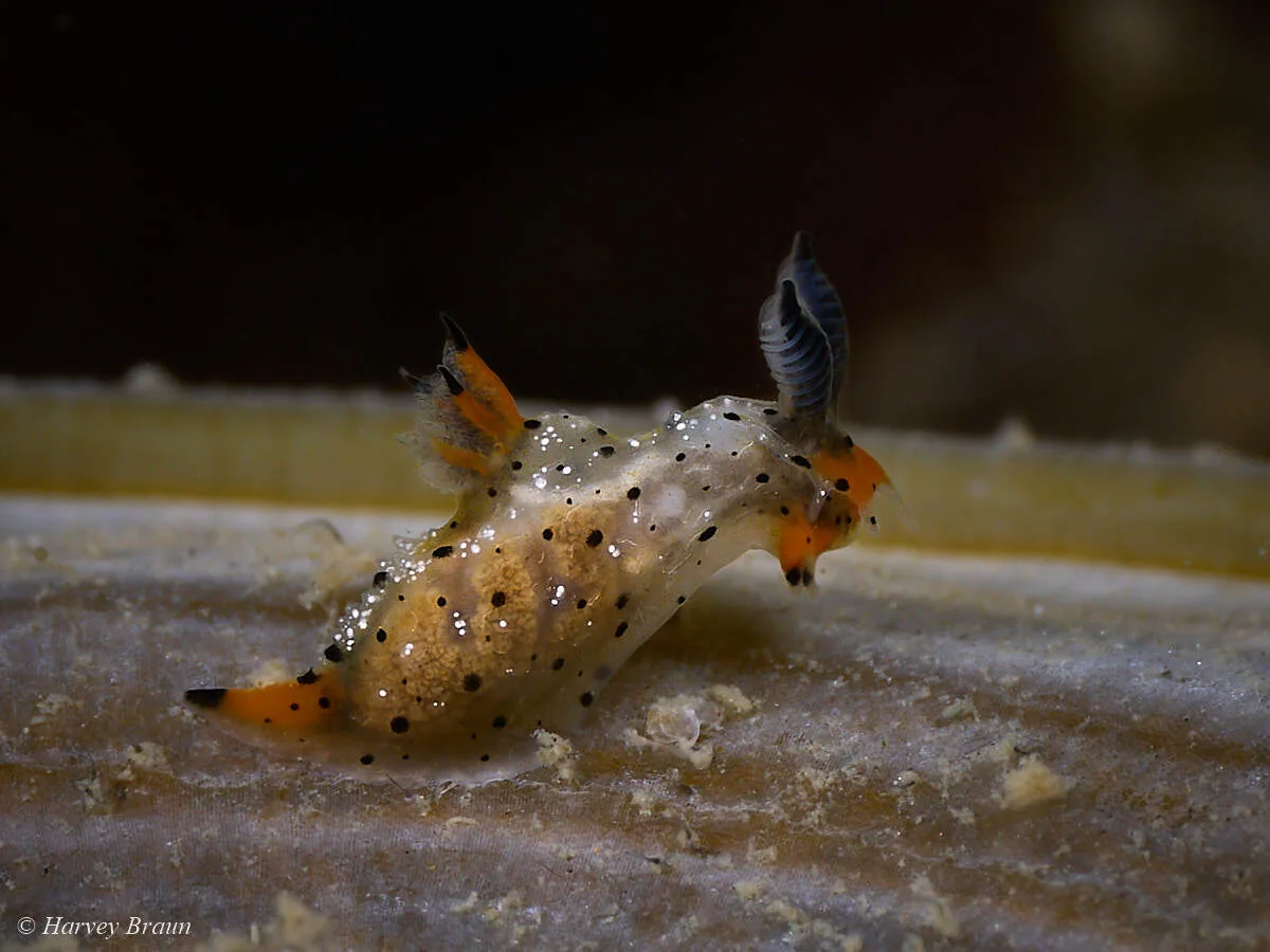 Polycera melanosticta - Sunshine Coast QLD, Australia