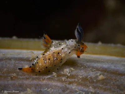 Polycera melanosticta - Sunshine Coast QLD, Australia