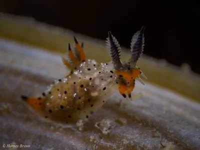 Polycera melanosticta - Sunshine Coast QLD, Australia