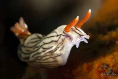 Hypselodoris nigrostriata