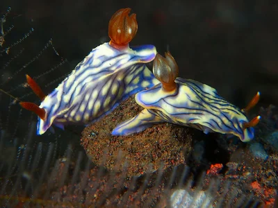 Hypselodoris nigrostriata