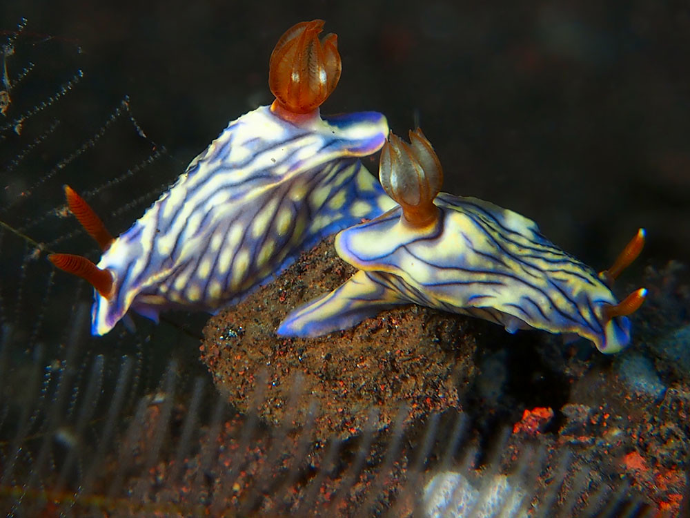 Hypselodoris nigrostriata