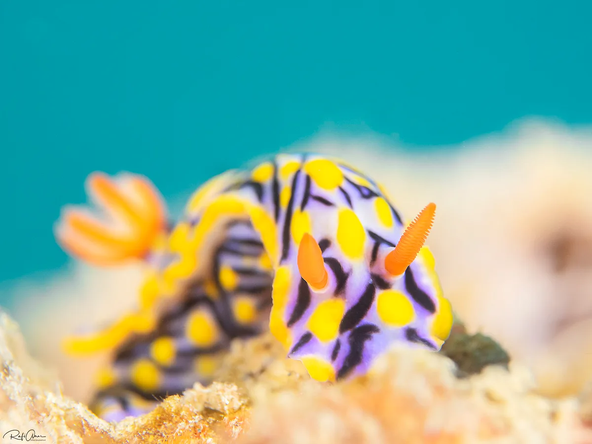 Black-striped hypselodoris - Hypselodoris nigrostriata