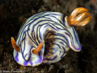 Nudibranch Hypselodoris nigrostriata, Tulamben, Bali-1250860.jpg