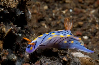 Hypselodoris nigrostriata 01