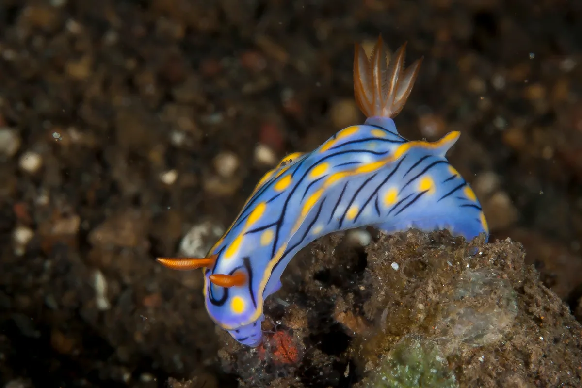 Hypselodoris nigrostriata 04