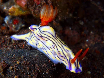 Hypselodoris nigrostriata 3