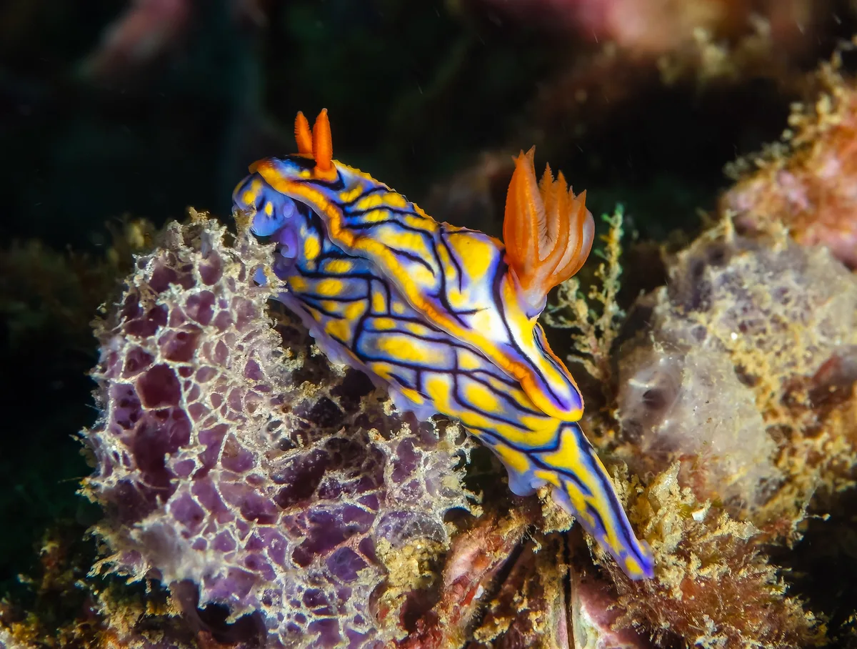 Unawatuna Dives