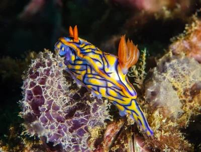 Unawatuna Dives