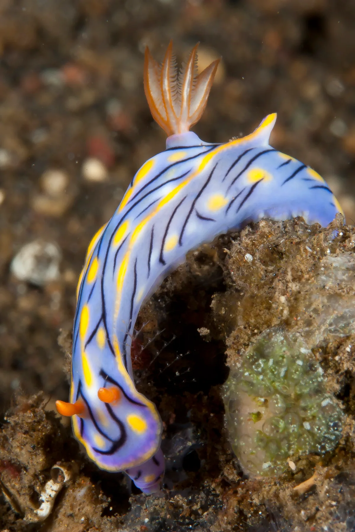 Hypselodoris nigrostriata 05