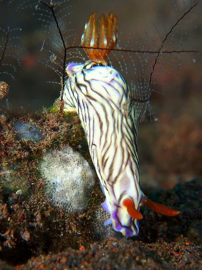 Hypselodoris nigrostriata 2