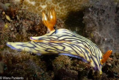 Nudibranch Hypselodoris nigrostriata at Bulakan, Tulamben, Bali-1230268.jpg