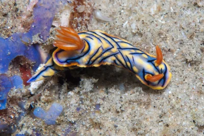 Hypselodoris nigrostriata - fish bowl Ponta do Ouro, Mozambique