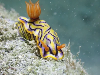 Hypselodoris nigrostriata - Machangolhi, Malé, Maldives