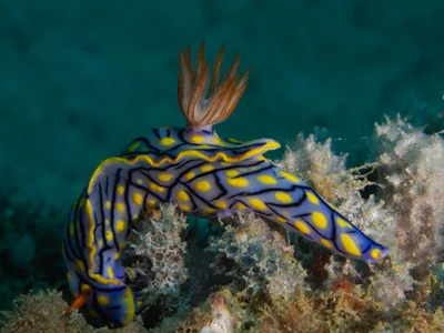 Hypselodoris nigrostriata - AE