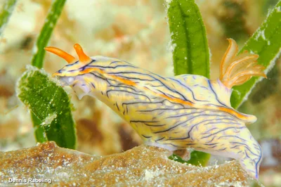 Hypselodoris nigrostriata - Kusini, TZ-ZS, TZ