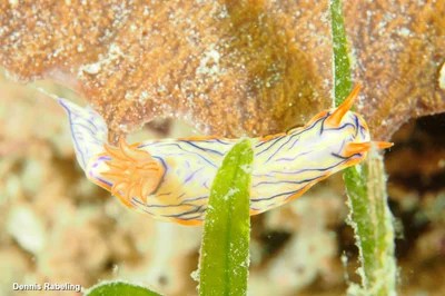 Hypselodoris nigrostriata - Kusini, TZ-ZS, TZ