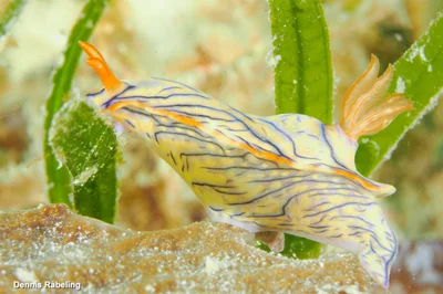 Hypselodoris nigrostriata - Kusini, TZ-ZS, TZ