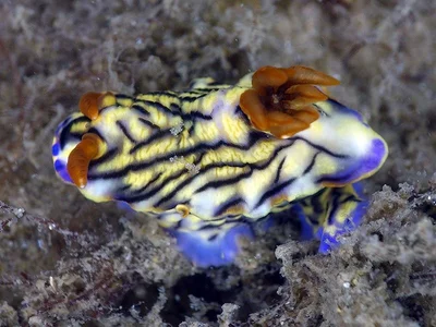 Hypselodoris nigrostriata - La Balsa Park, 1 Harbour Parade, Buddina QLD 4575, Australia