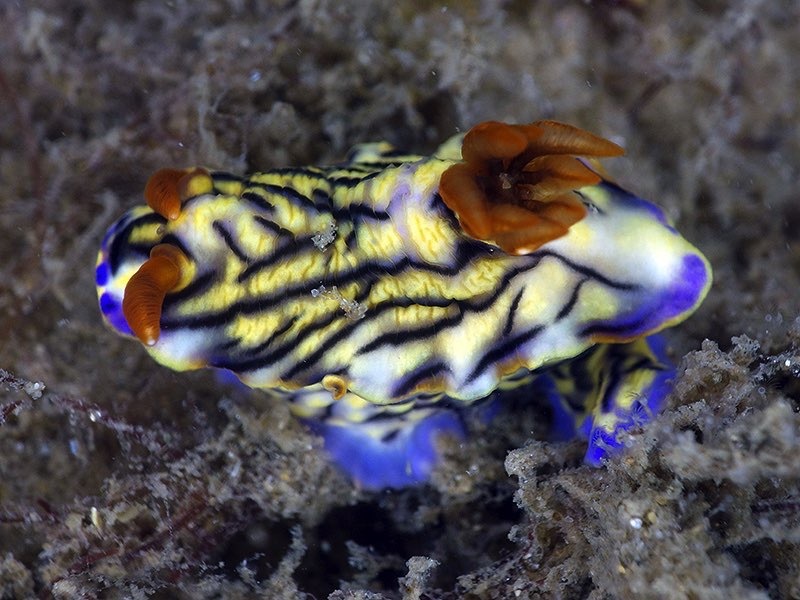 Hypselodoris nigrostriata - La Balsa Park, 1 Harbour Parade, Buddina QLD 4575, Australia