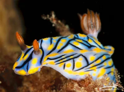 Hypselodoris nigrostriata - AE