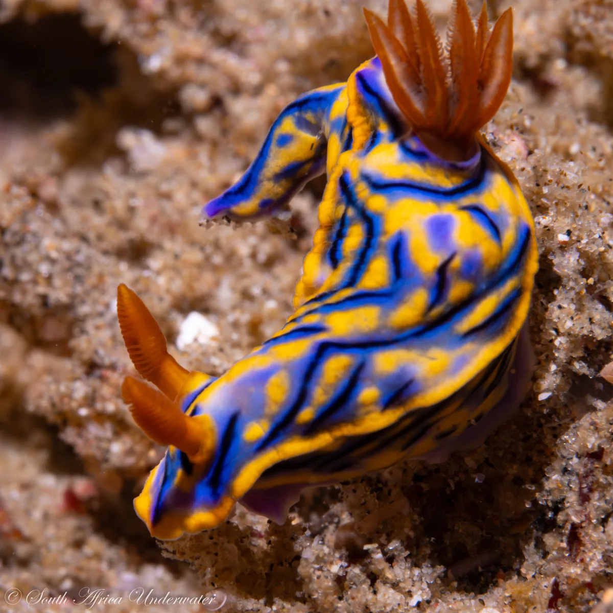 Hypselodoris nigrostriata - Umkhanyakude, ZA-NL, ZA