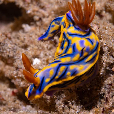 Hypselodoris nigrostriata - Umkhanyakude, ZA-NL, ZA