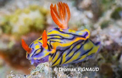 Hypselodoris nigrostriata - Kani-Keli, YT