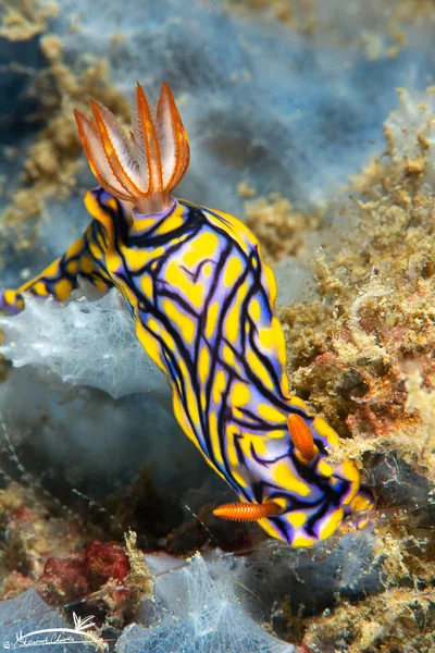 Hypselodoris nigrostriata - Al Bidya - Fujairah - United Arab Emirates