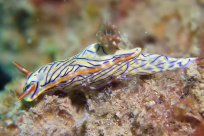 Hypselodoris nigrostriata - Lungalunga, KE-KW, KE