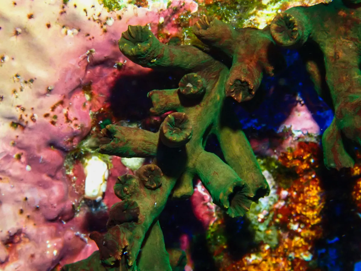 Black Sun Coral