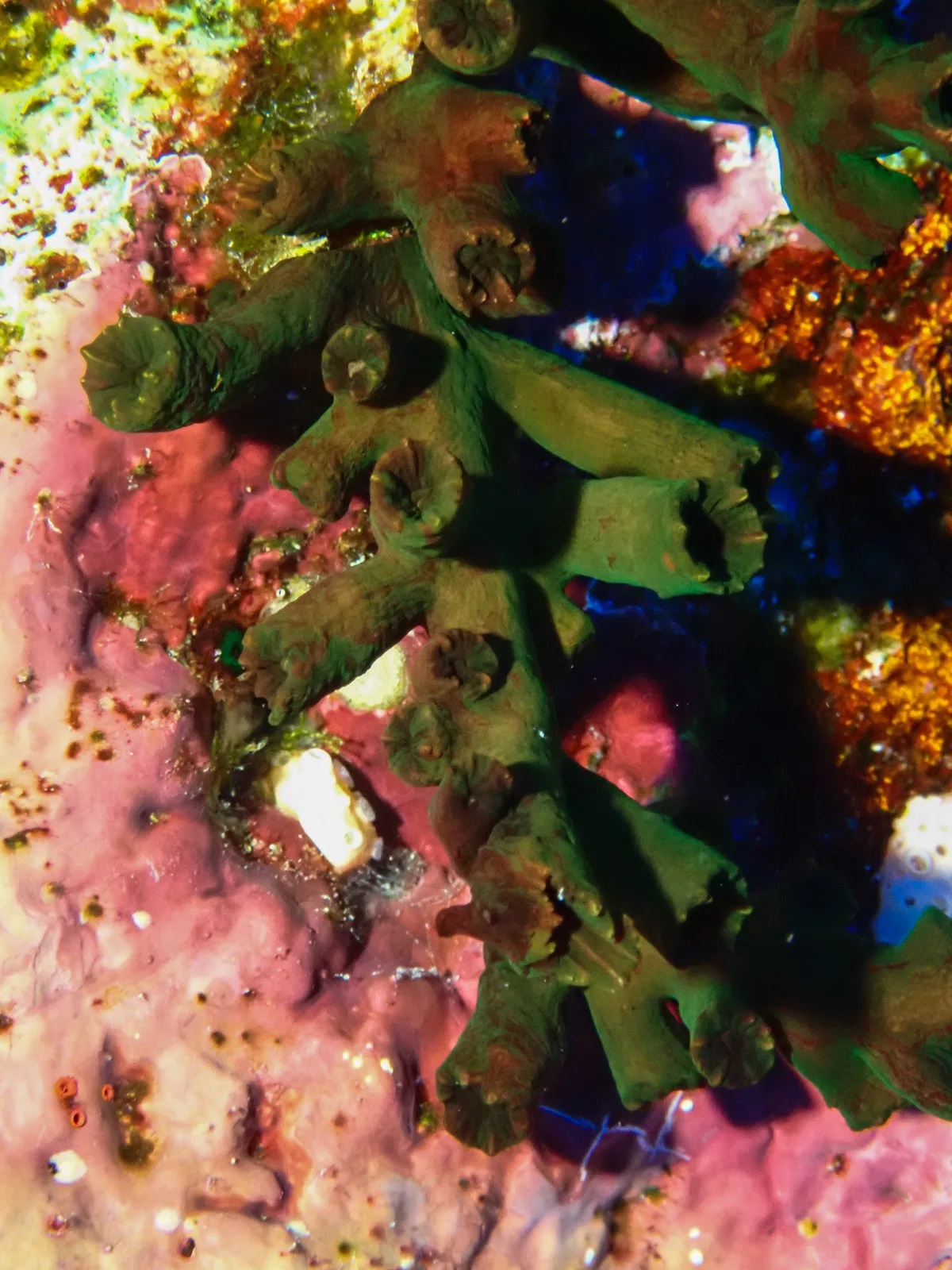 Black Sun Coral