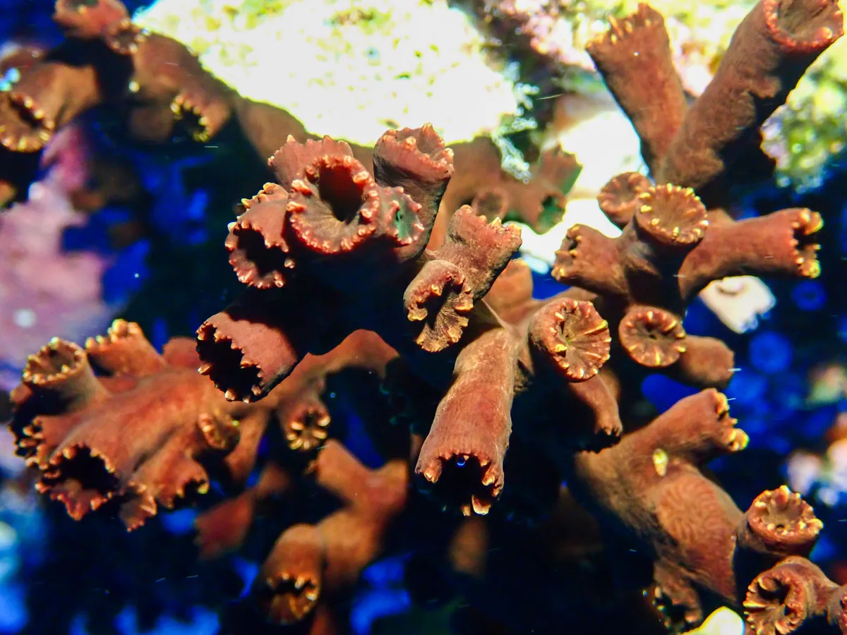 Black Sun Coral