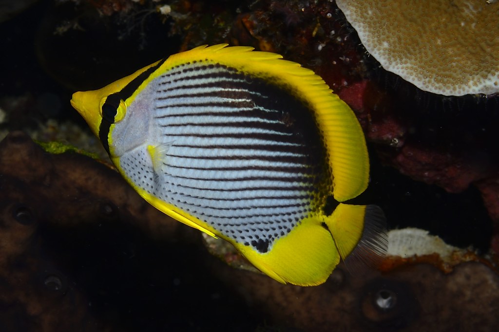 Chaetodon melannotus