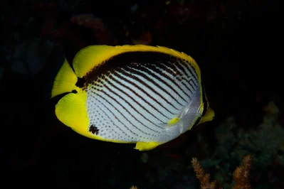 Chaetodon melannotus