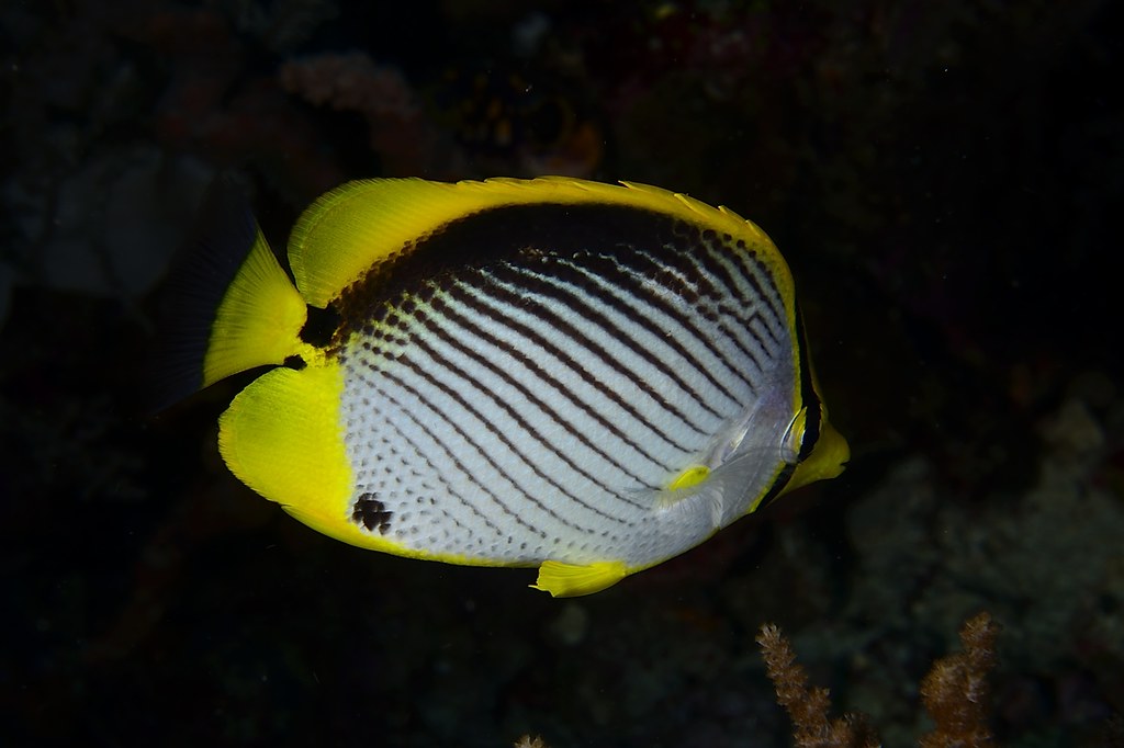 Chaetodon melannotus