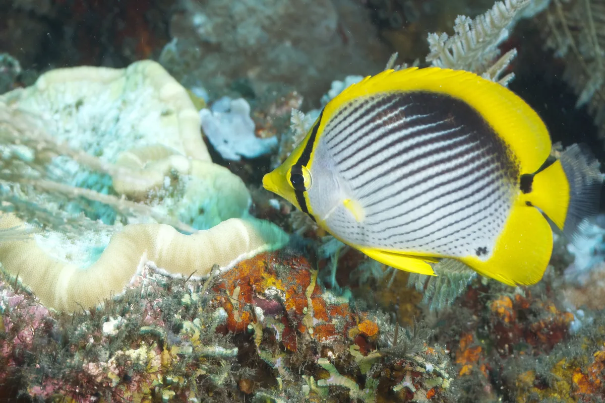 Black-Backed Butterflyfish (Chaetodon melannotus)