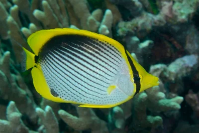 Chaetodon melannotus 15 0556